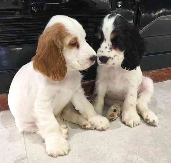 Süße English Cocker Spaniel Welpen Берлін