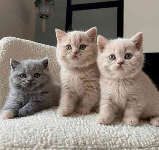 British Shorthair kittens Saarbrücken