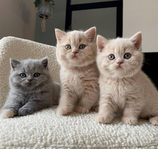 British Shorthair kittens Saarbruecken - photo 1