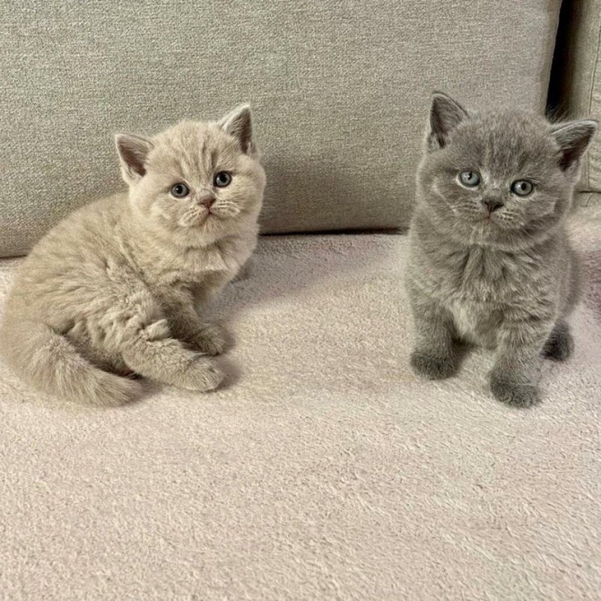 British Shorthair kittens Bremen - photo 1