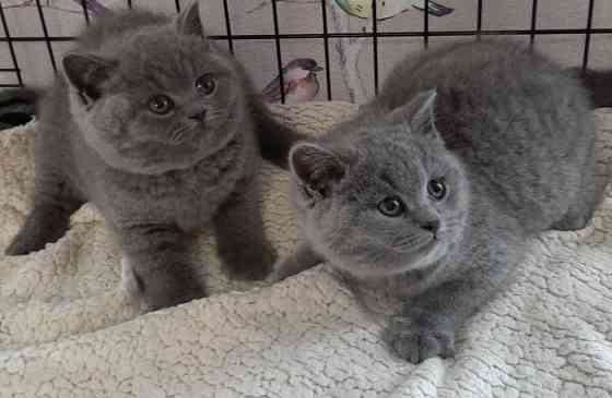 British Shorthair kittens Берлин