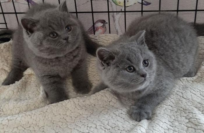 British Shorthair kittens Berlin - photo 1