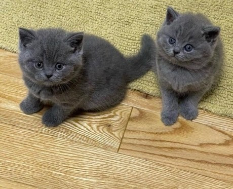 British Shorthair kittens Berlin - photo 1