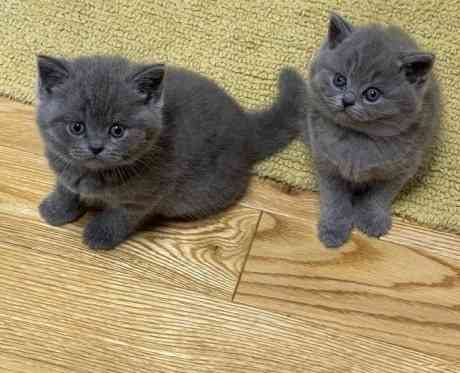 Baritish Shorthair kittens Мюнхен