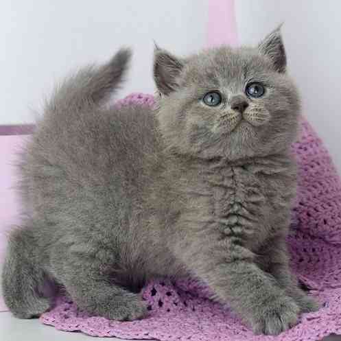 British Shorthair kittens München