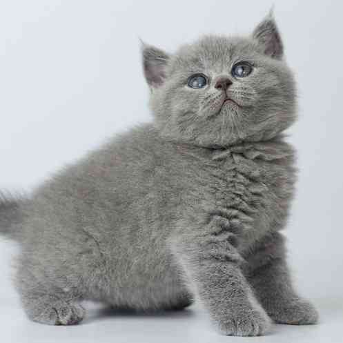 British Shorthair kittens München