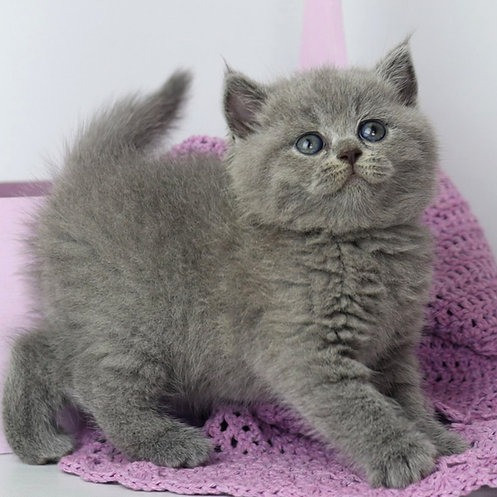 British Shorthair kittens Munich - photo 1