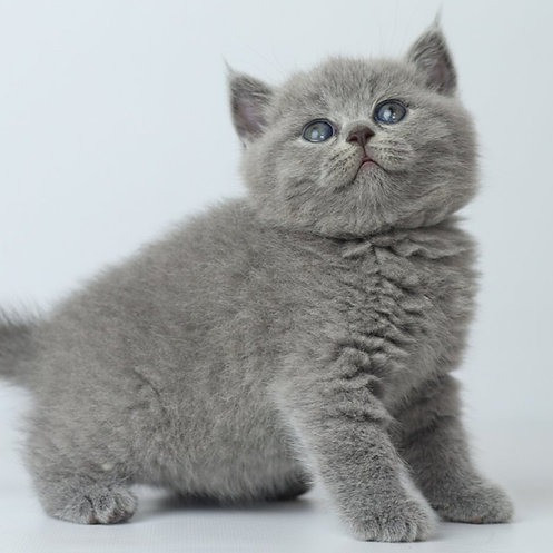 British Shorthair kittens Munich - photo 2