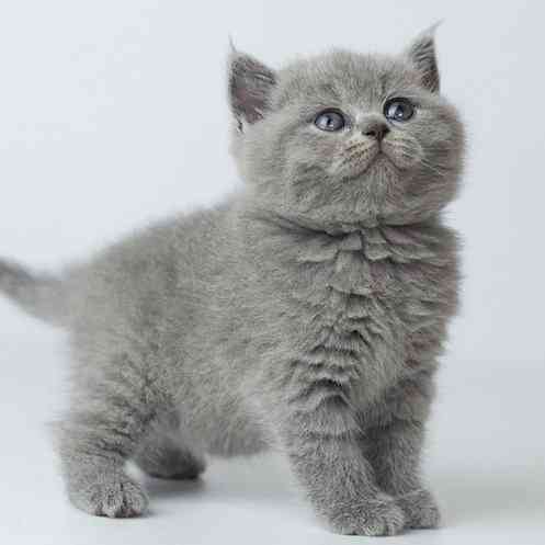 British Shorthair kittens Эрфурт