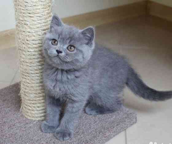 British Shorthair kittens Дрезден