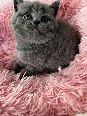 British Shorthair kittens Кайзерслаутерн