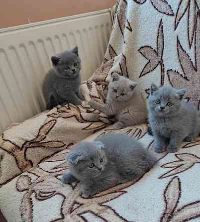 British Shorthair kittens Munich