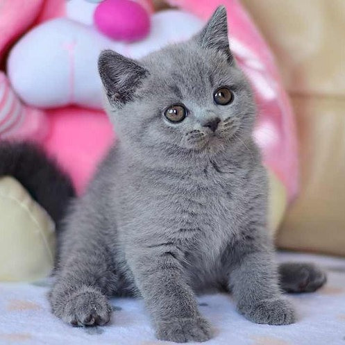 British Shorthair kitens Бад-Зальцунген - изображение 1