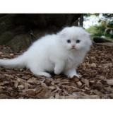 Scottish Fold Kätzchen suchen neues Zuhause Reserviert mich........Whatsapp (+33773581849) Munich - photo 1