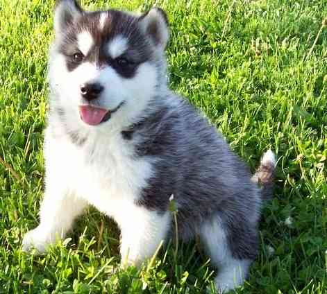 Siberian Husky Welpen verfügbar Reserviert für mich........Whatsapp (+33773581849) Висбаден