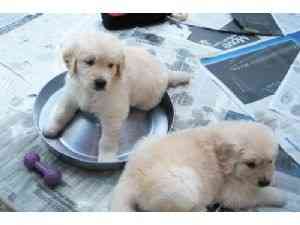 Reinrassige Golden Retriever-Welpen Hat mich reserviert........Whatsapp (+33773581849) Mainz