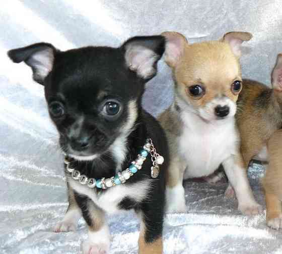 Atemberaubende Chihuahua-Welpen Reserviert mich........Whatsapp (+33773581849) Hannover