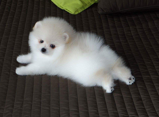 Hübsche Pomeranian-Welpen zur Adoption. Reserviert mich........Whatsapp (+33773581849) Дюссельдорф - изображение 1