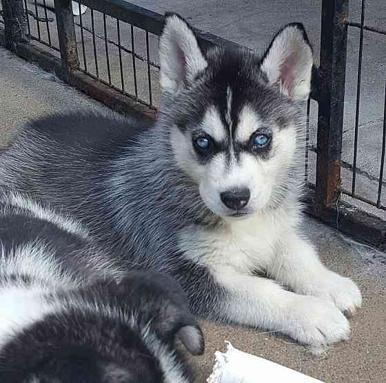 Siberian Husky Welpen AKC Habe mich reserviert........Whatsapp (+33773581849) Эрфурт