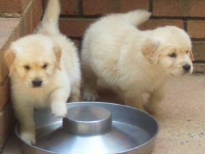 Männliche und weibliche Golden Retriever für Sie Reserviert mich........Whatsapp (+33773581849) Mainz - photo 1