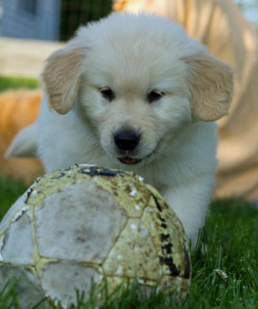 Soziale und liebe Golden Retriever Welpen Habe mich reserviert........Whatsapp (+33773581849) Berlin - photo 1