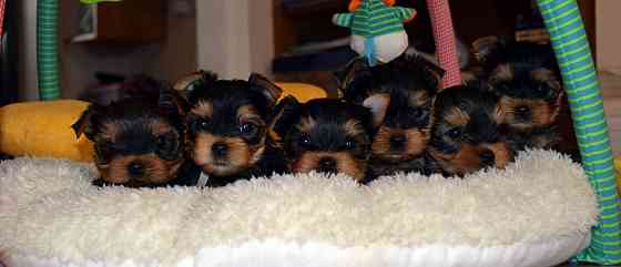 Toy-Yorkie-Welpen für Ihre Familie Reserviert mich........Whatsapp (+33773581849) Ганновер