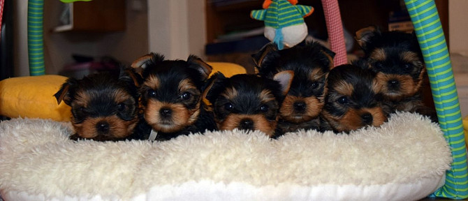 Toy-Yorkie-Welpen für Ihre Familie Reserviert mich........Whatsapp (+33773581849) Ганновер - изображение 1