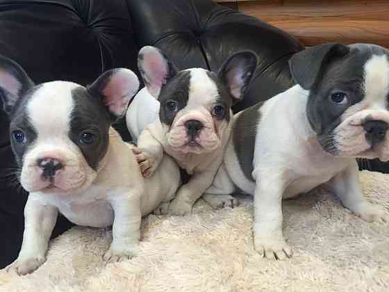 Frenchie Bulldog-Welpen zu verkaufen Reserviert für mich........Whatsapp (+33773581849) Берлин