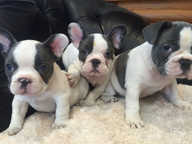 Frenchie Bulldog-Welpen zu verkaufen Reserviert für mich........Whatsapp (+33773581849) Berlin - photo 1