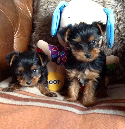 Toy-Yorkie-Welpen für Ihre Familie Reserviert mich........Whatsapp (+33773581849) Штутгарт - изображение 1