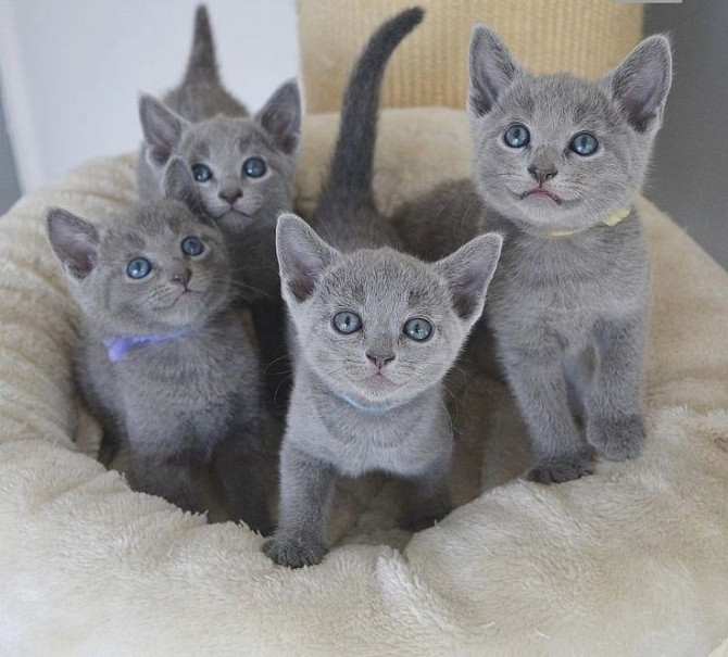 Russian blue kitens Hamburg - photo 1