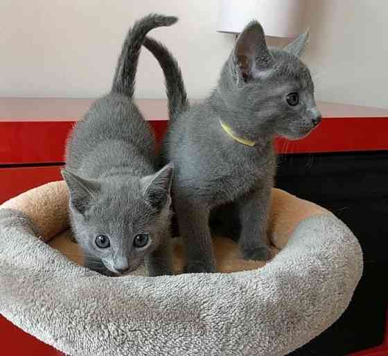 Russian Blue kittens Дрезден