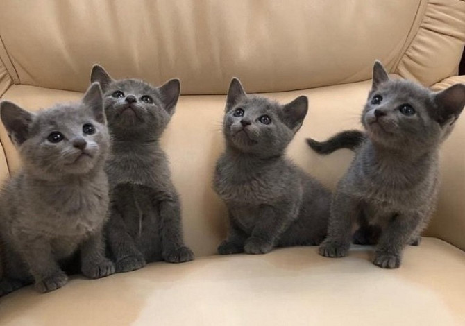 Russian Blue kittens Мюнхен - изображение 1