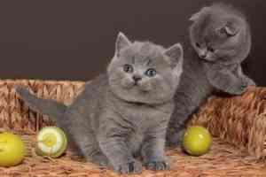 British Shorthair kittens Stuttgart