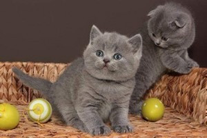 British Shorthair kittens Stuttgart - photo 1