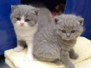 British Shorthair kittens Berlin