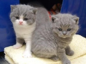 British Shorthair kittens Berlin - photo 1