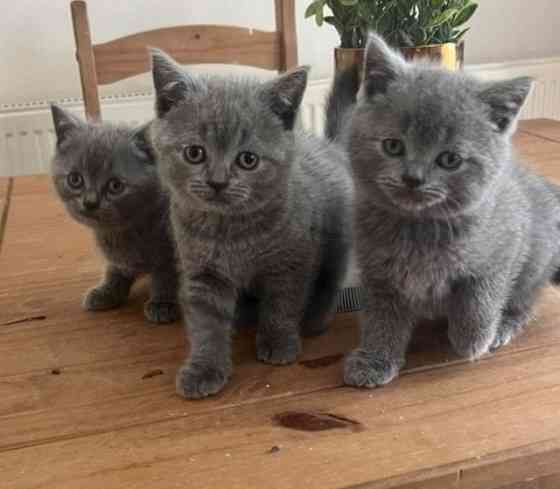 British Shorthair kittens Ганновер