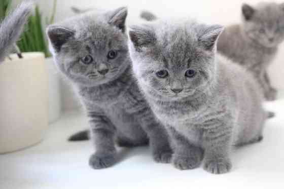 British Shorthair kittens Ганновер