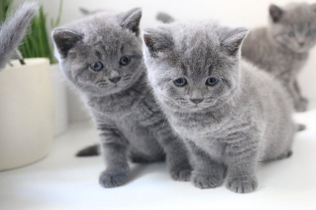 British Shorthair kittens Hannover - photo 1