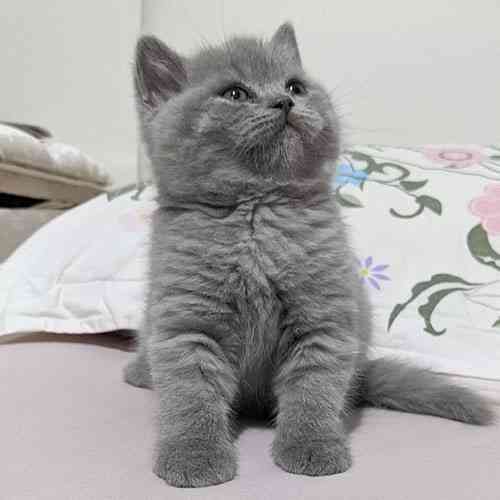 British Shorthair kittens Mainz