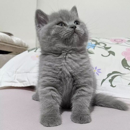 British Shorthair kittens Mainz - photo 1