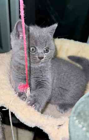 British Shorthair kittens Дюссельдорф