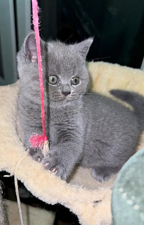 British Shorthair kittens Duesseldorf - photo 1