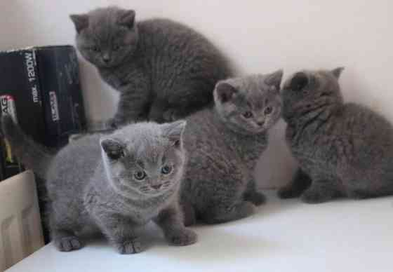 British Shorthair kittens Кайзерслаутерн