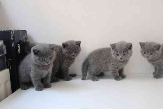 British Shorthair kittens Kaiserslautern