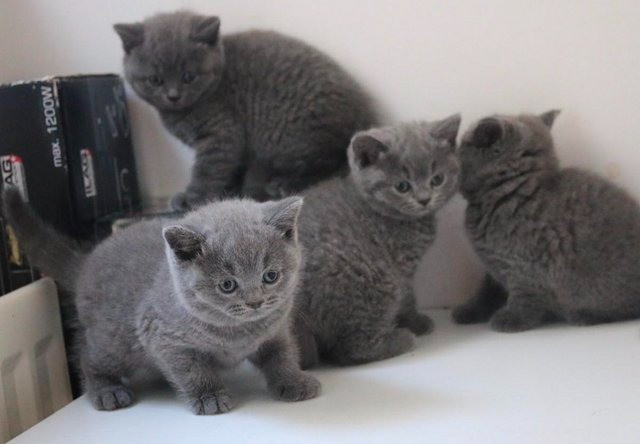 British Shorthair kittens Kaiserslautern - photo 1