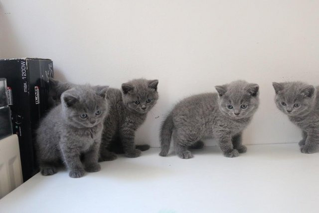 British Shorthair kittens Kaiserslautern - photo 2