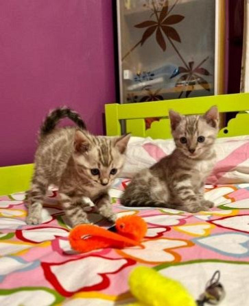 Bengal kittens Гамбург - изображение 1