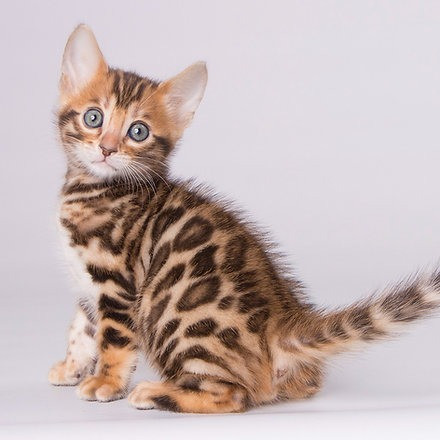 Bengal kittens Munich - photo 1